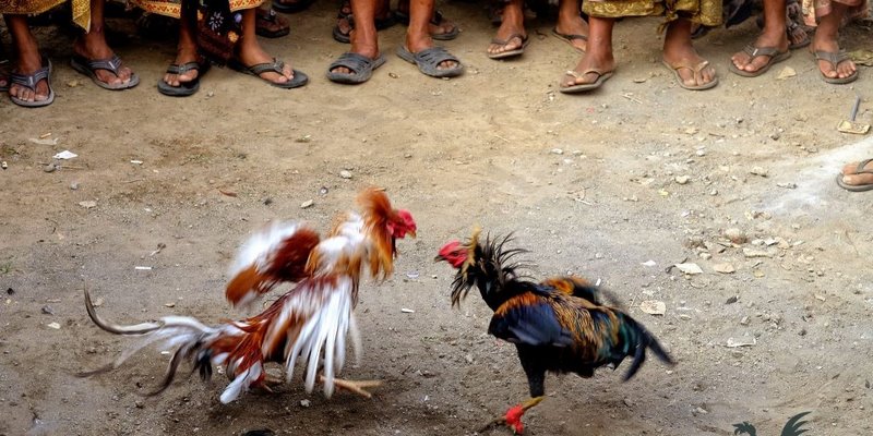Hình thức chơi đá gà Philippines phổ biến 